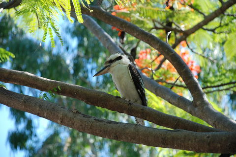 Sanctuary Palm Cove - Accommodation Daintree 7