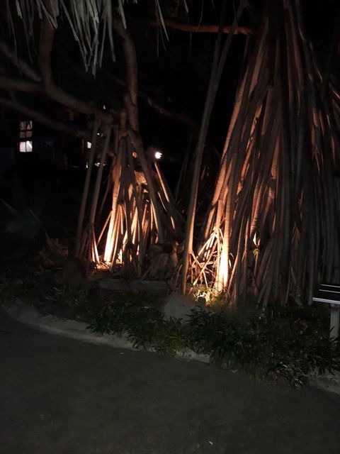Pandanus Coolum Beach - Accommodation Daintree 10