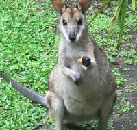 Bluewater Bed  Breakfast Cairns - Accommodation Daintree