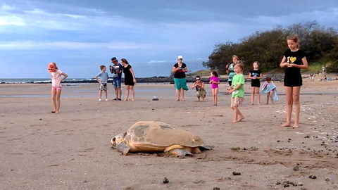 Dune On The Beach - Accommodation Daintree 6
