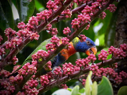 Daintree Manor B&B - Accommodation Daintree 4