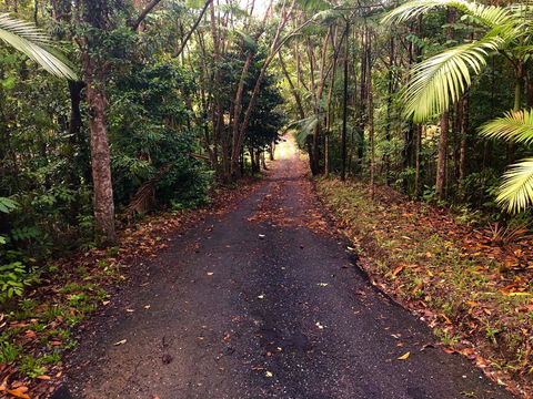 Daintree Manor B&B - Accommodation Daintree 12