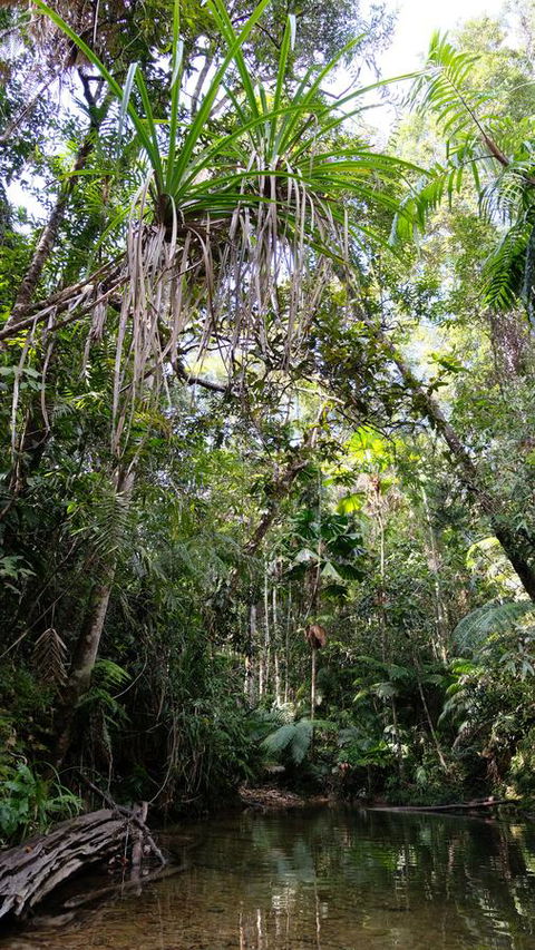 Daintree Manor B&B - Accommodation Daintree 7