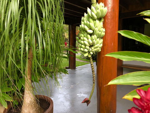 Daintree Manor B&B - Accommodation Daintree 10