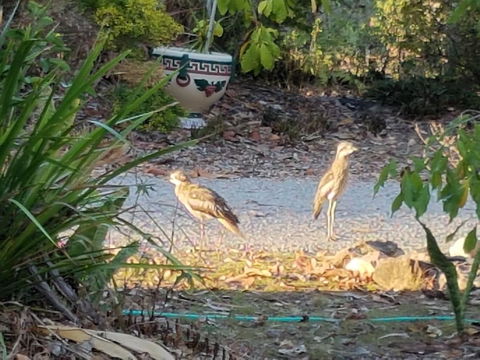 From Bush2Beach Holiday Home - Accommodation Daintree 37