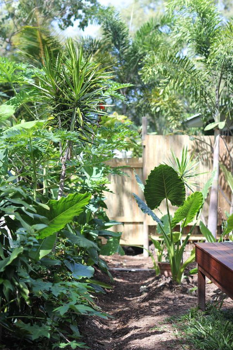 Island Cottages - Accommodation Daintree 2