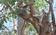Magnetic Island Bed And Breakfast - thumb 17