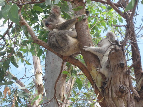 Magnetic Island Bed And Breakfast - Accommodation Daintree 17