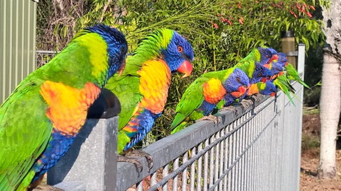 Magnetic Island Bed And Breakfast - Accommodation Daintree 6