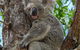 Magnetic Island Guest House - thumb 11