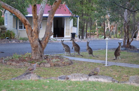 31 The Rocks - Accommodation Daintree 0