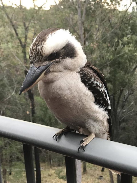 424 Trees - Accommodation Daintree 0