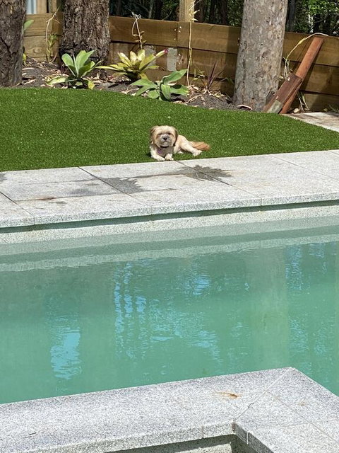 424 Trees - Accommodation Daintree 1