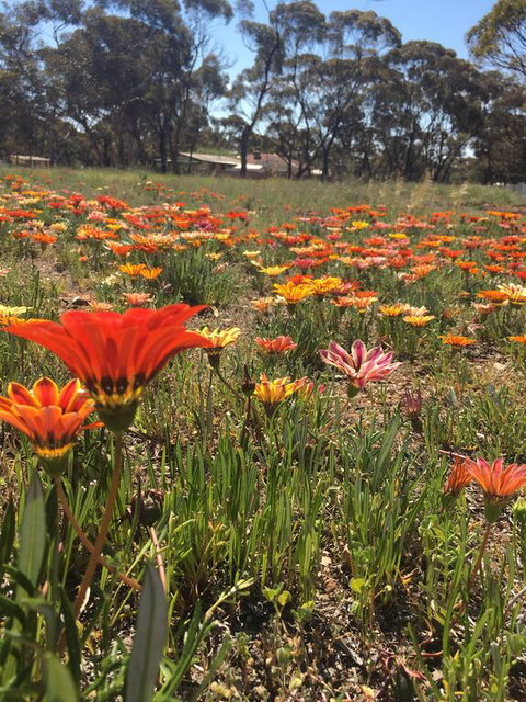 Acclaim Gateway Tourist Park - Accommodation Daintree 2