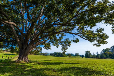All About Me B & B - Accommodation Daintree 2