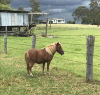 AMs Farm Stay - Accommodation Daintree