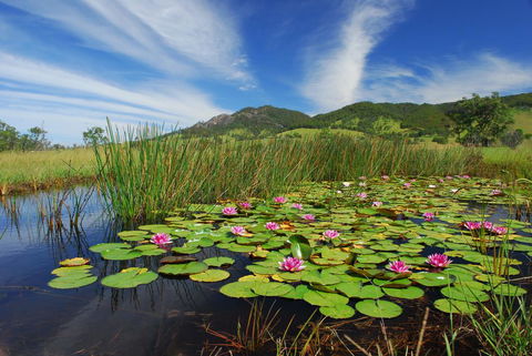Barrington Hideaway- River Cottages - Accommodation Daintree 0