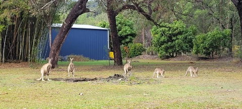 Roo Or 2 On Streeter - Accommodation Daintree 0