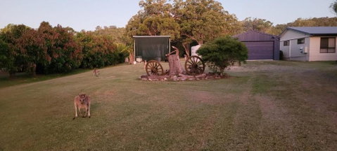 Roo Or 2 On Streeter - Accommodation Daintree 1