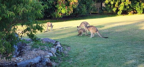 Roo Or 2 On Streeter - Accommodation Daintree 3