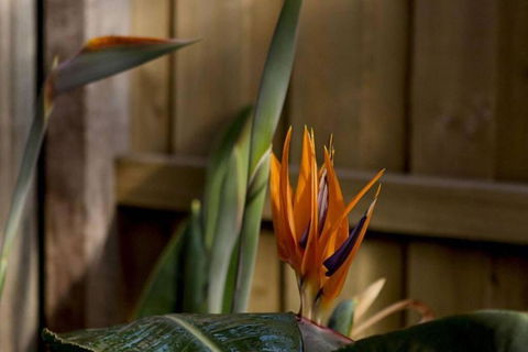 Rose Cottage - Accommodation Daintree 1