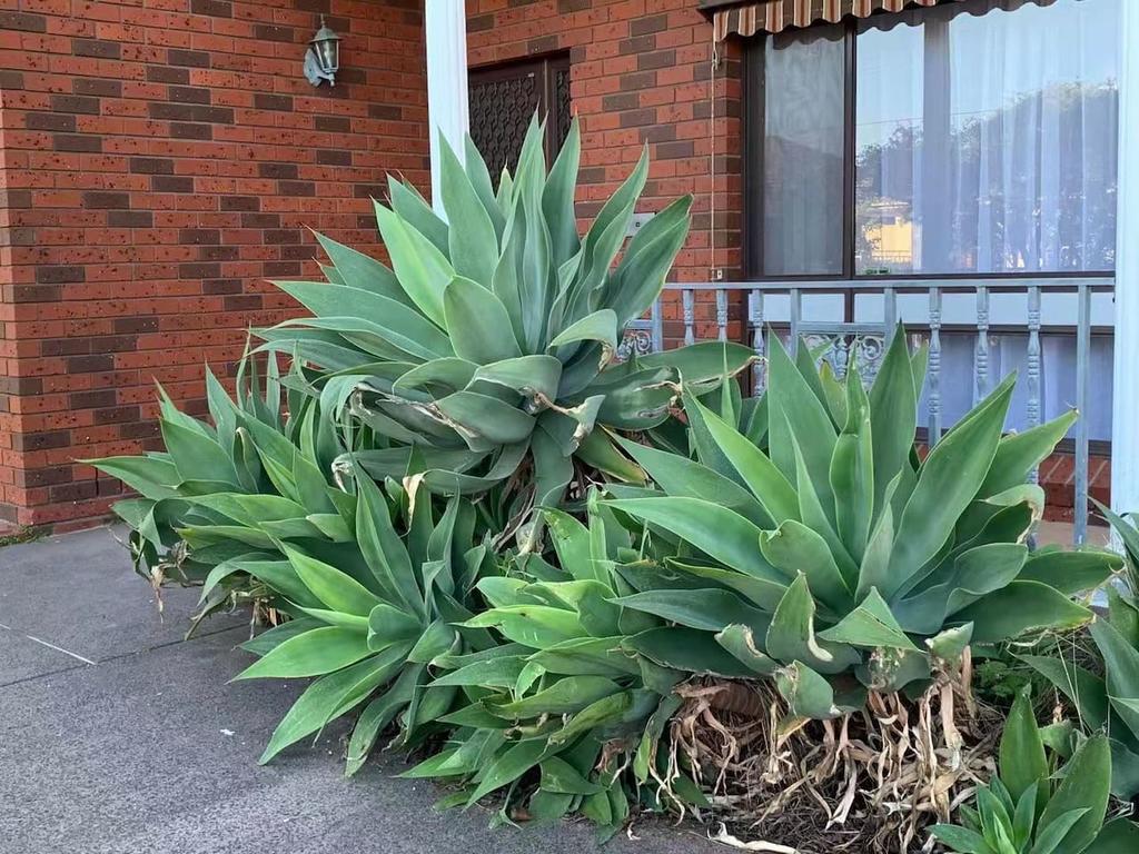 Bentleigh East VIC Accommodation Daintree