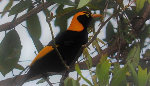 Bellthorpe Stays - Accommodation Daintree 3