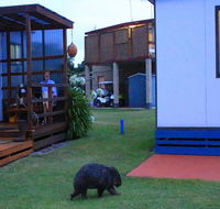 BIG4 Kelso Sands Holiday  Native Wildlife Park - Accommodation Daintree