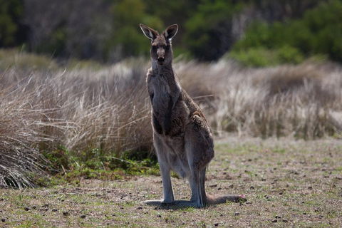 Great Ocean Road Tour With Lunch - Accommodation Daintree 1