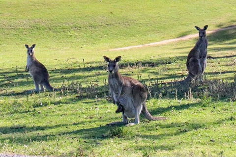 Great Ocean Road Tour With Lunch - Accommodation Daintree 2