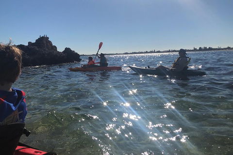 Penguin Island And Fremantle - Canoe, Chocolate & Coffee - Accommodation Daintree 1