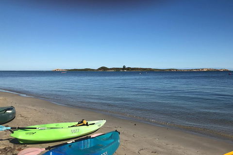 Penguin Island And Fremantle - Canoe, Chocolate & Coffee - Accommodation Daintree 2