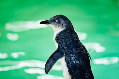 Penguin Island And Fremantle - Canoe, Chocolate & Coffee - Accommodation Daintree 4