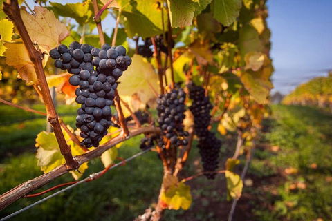 Full Day Tamar Valley Wine Tour - Accommodation Daintree 0