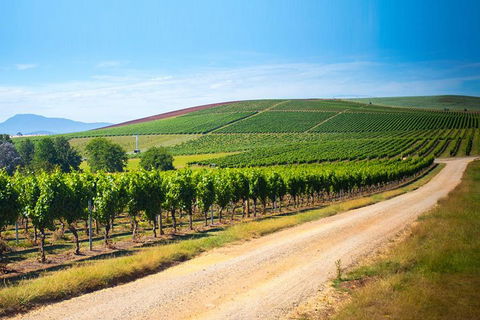 Full Day Tamar Valley Wine Tour - Accommodation Daintree 1