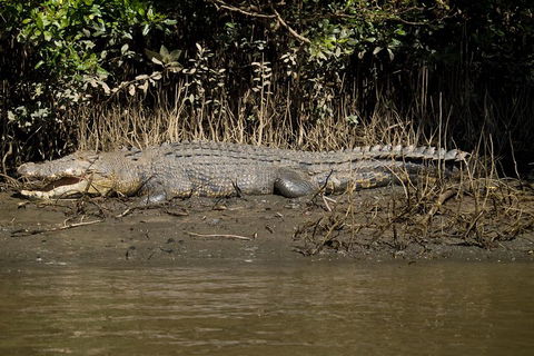 5-Day Best Of Cairns With Daintree, Kuranda, And Great Barrier Reef - Accommodation Daintree 5