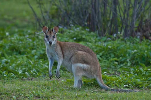 Cairns 4WD Waterfall And Rainforest Tour Including Kuranda Scenic Railway - Accommodation Daintree 2