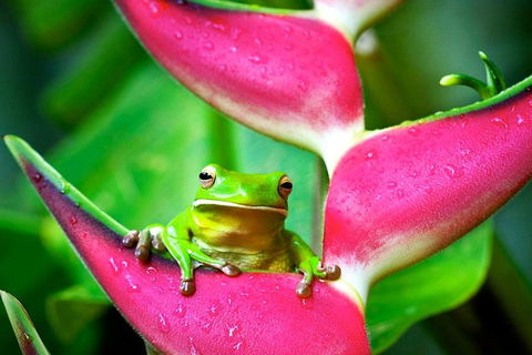 Cape Tribulation, Mossman Gorge, And Daintree Rainforest Premium Day Tour - Accommodation Daintree 0