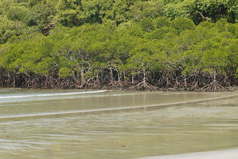 Cape Tribulation, Mossman Gorge, And Daintree Rainforest Premium Day Tour - Accommodation Daintree 4