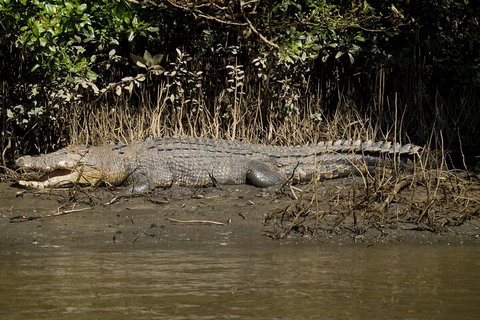 4-Day Cairns With Great Barrier Reef And Daintree Rainforest - Accommodation Daintree 4