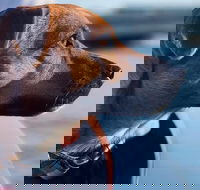 1.5-Hour Boat Rental in Melbourne