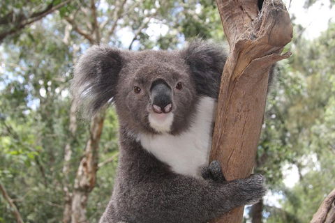 Private Blue Mountains Tour With Kangaroo And Koala Experience - Accommodation Daintree 2