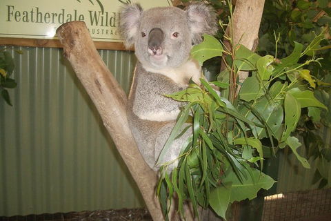 Full-Day Private Blue Mountains Tour With River Cruise - Accommodation Daintree 2