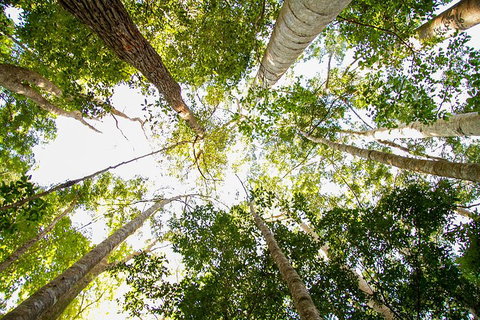 Fraser Island 4WD Tour From Noosa - Accommodation Daintree 0