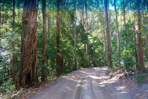 Fraser Island 4WD Tour From Rainbow Beach - Accommodation Daintree 4