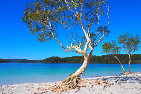 Fraser Island 4WD Tour From Rainbow Beach - Accommodation Daintree 5