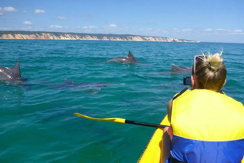 Kayak With Dolphins And 4WD Great Beach Drive Day Trip From Noosa - Accommodation Daintree 1