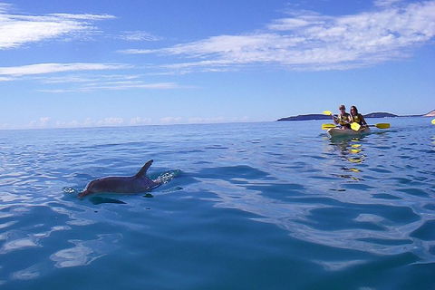 Kayak With Dolphins And 4WD Great Beach Drive Day Trip From Noosa - Accommodation Daintree 2