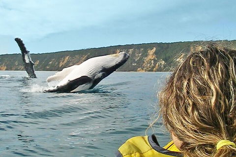 Kayak With Dolphins And 4WD Great Beach Drive Day Trip From Noosa - Accommodation Daintree 3