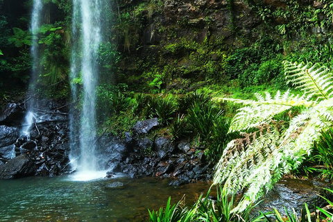 Private Tour - Rainforest & Waterfalls Extravaganza - Accommodation Daintree 1